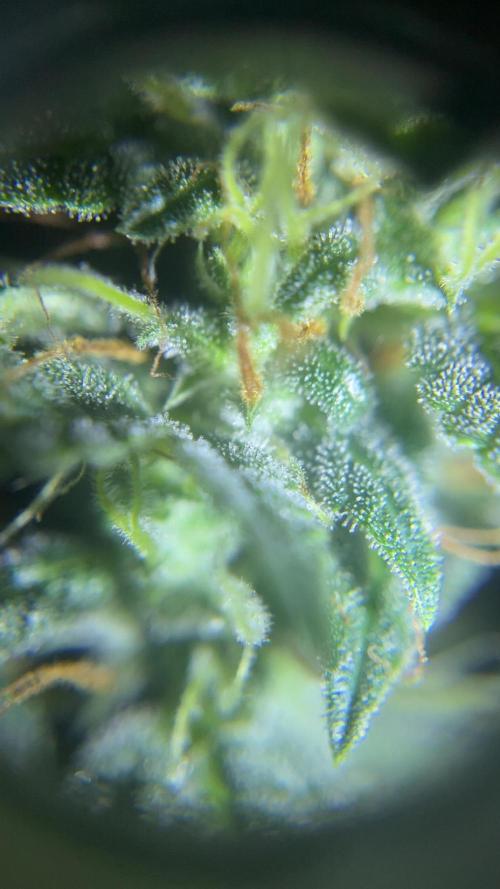 Royal Jack Auto & Island Bag Seed. Week 10 - More grey trichomes, sign of maturing flower.
