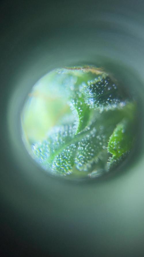 Royal Jack Auto & Island Bag Seed. Week 10