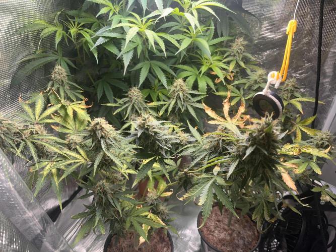 Royal Jack Auto & Island Bag Seed. Week 11