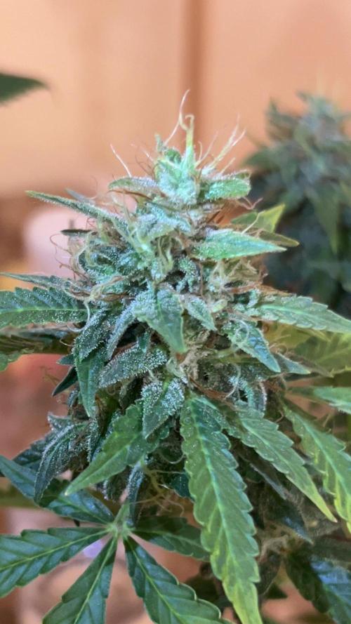 Royal Jack Auto & Island Bag Seed. Week 11