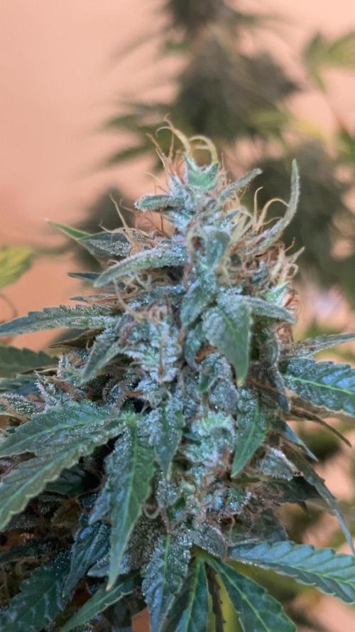 Royal Jack Auto & Island Bag Seed. Week 11