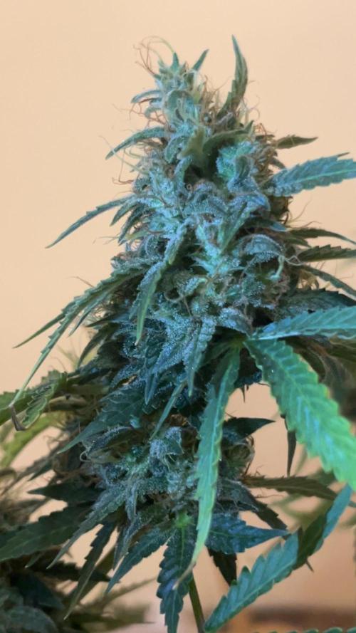 Royal Jack Auto & Island Bag Seed. Week 11