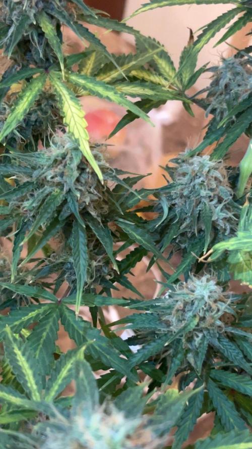 Royal Jack Auto & Island Bag Seed. Week 11