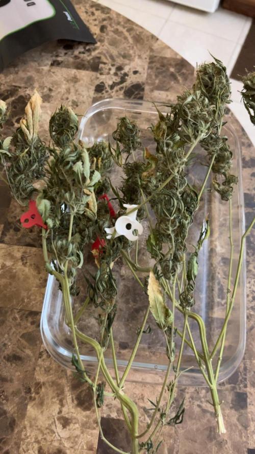 Royal Jack Auto & Island Bag Seed. Week 11