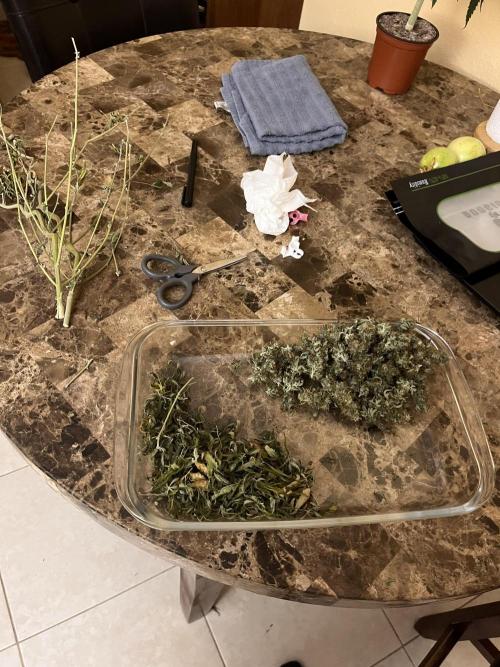 Royal Jack Auto & Island Bag Seed. Week 11