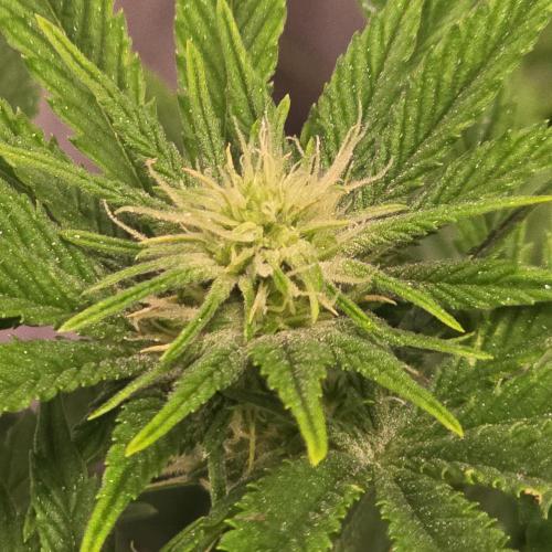 Original Oreoz. Week 9