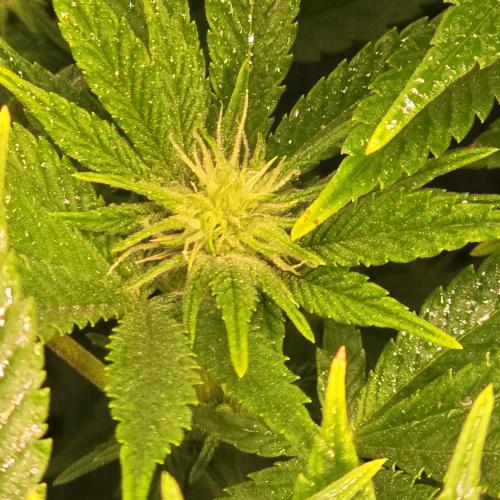 Original Oreoz. Week 9