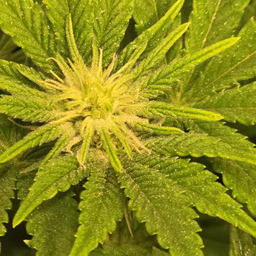 Original Oreoz. Week 9