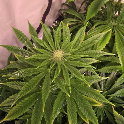 Original Oreoz. Week 9