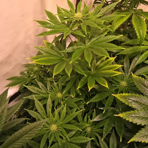 Original Oreoz. Week 9