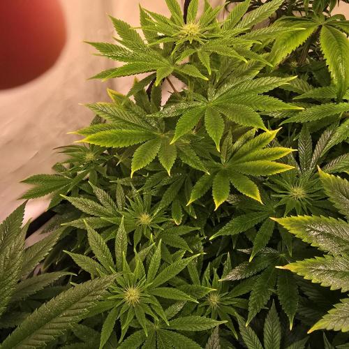 Original Oreoz. Week 9