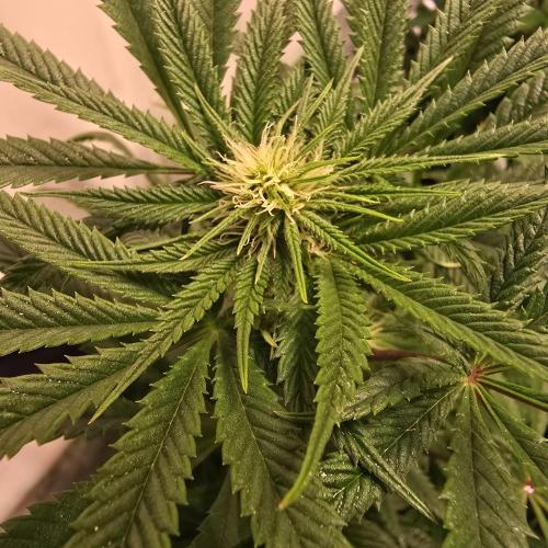 Apple Blossom. Week 9