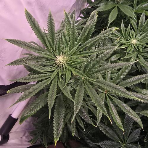 Apple Blossom. Week 9