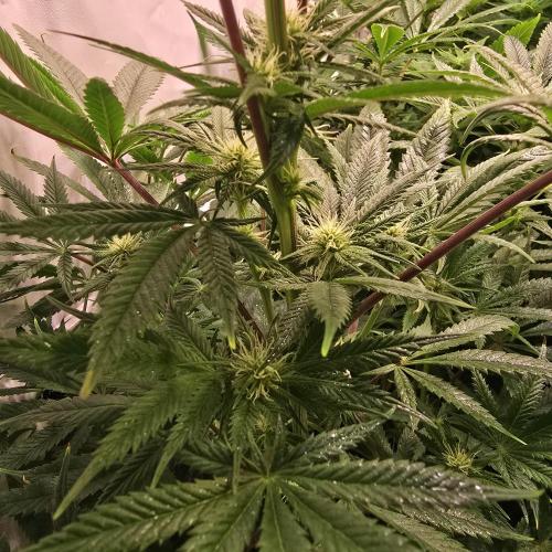 Apple Blossom. Week 9