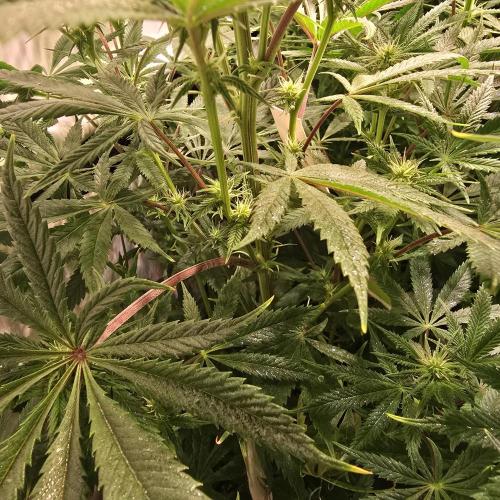 Apple Blossom. Week 9