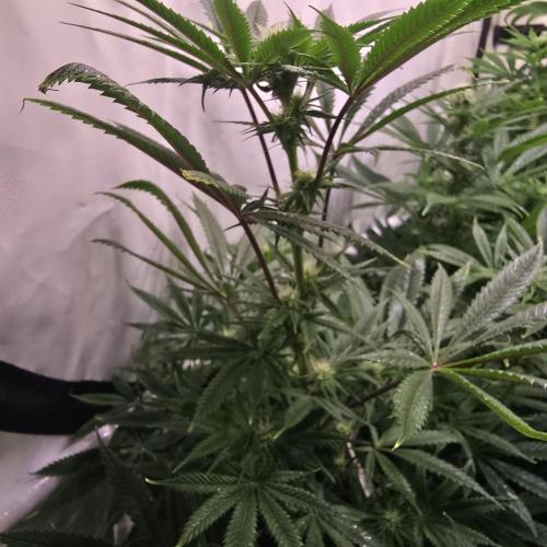 Apple Blossom. Week 9