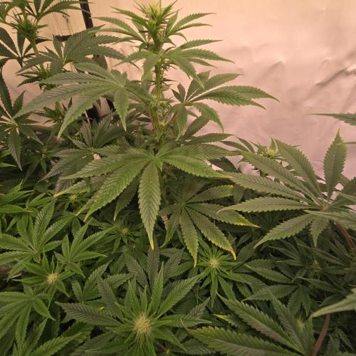 Papaya Stank. Week 9