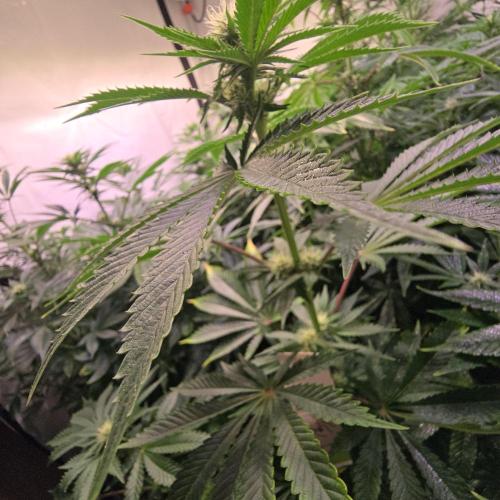 Pink Gorilla RQS. Week 9