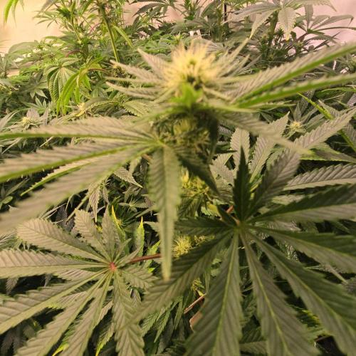 Pink Gorilla RQS. Week 9