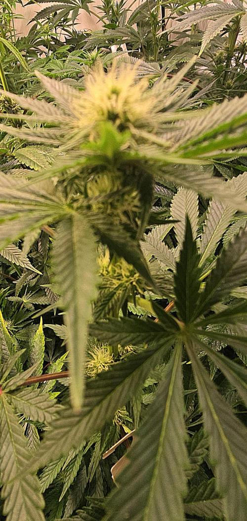 Pink Gorilla RQS. Week 9