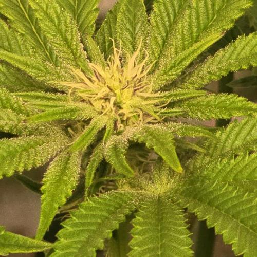 Purple Punch RQS. Week 9