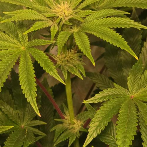 Purple Punch RQS. Week 9