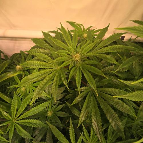 Purple Punch RQS. Week 9