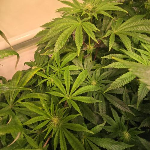 Purple Punch RQS. Week 9