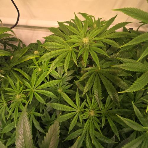 Purple Punch RQS. Week 9