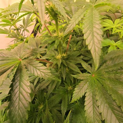 Purple Punch RQS. Week 9