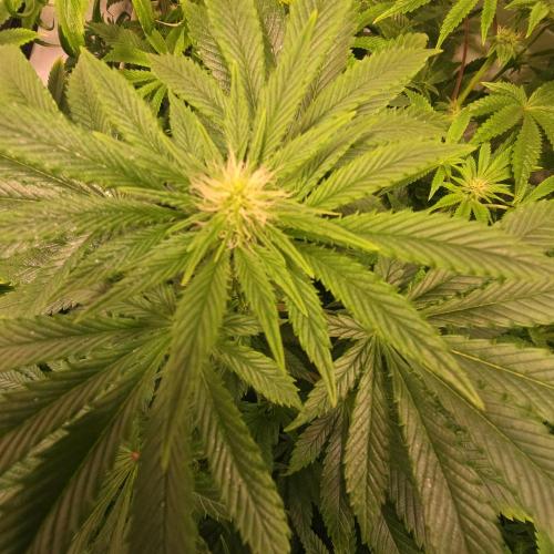 Purple Punch RQS. Week 9