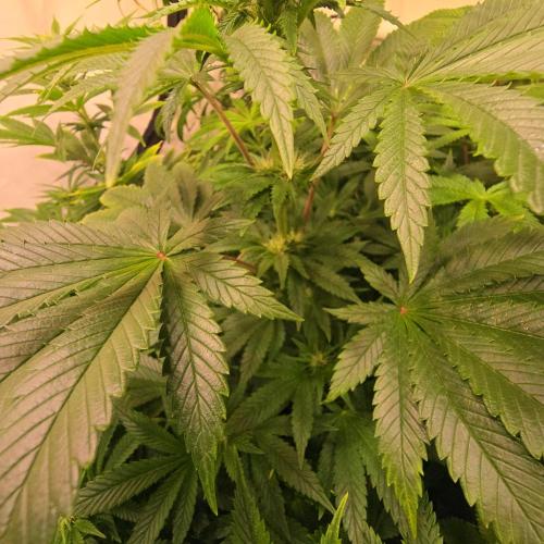 Purple Punch RQS. Week 9