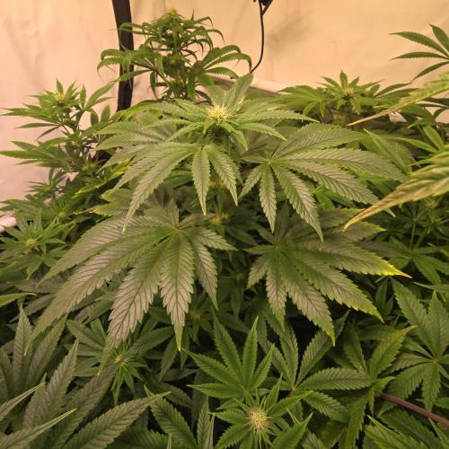 Purple Punch RQS. Week 9