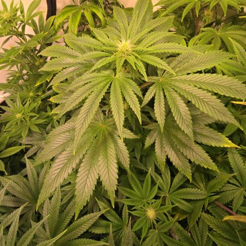 Purple Punch RQS. Week 9