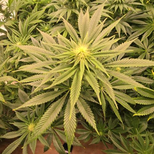 Frozen Cherry Runtz. Week 9