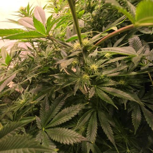 Frozen Cherry Runtz. Week 9