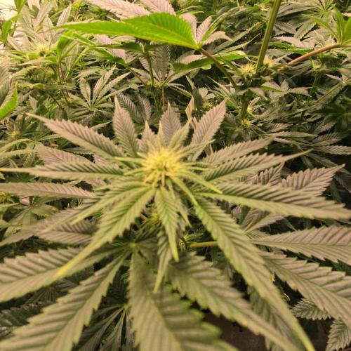 Frozen Cherry Runtz. Week 9