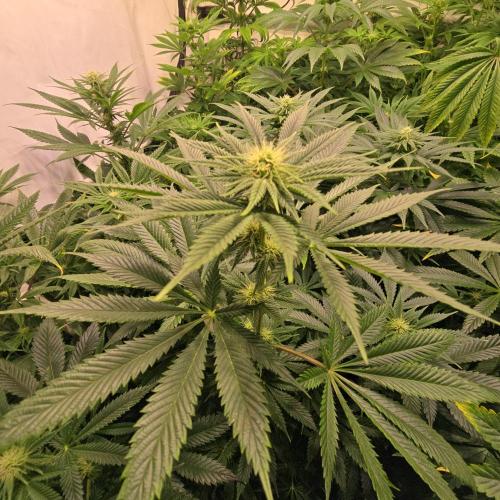 Frozen Cherry Runtz. Week 9