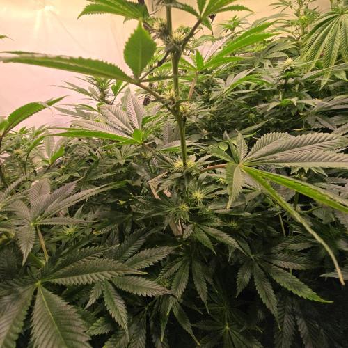 Frozen Cherry Runtz. Week 9