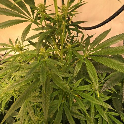 Forbidden Mochi. Week 9