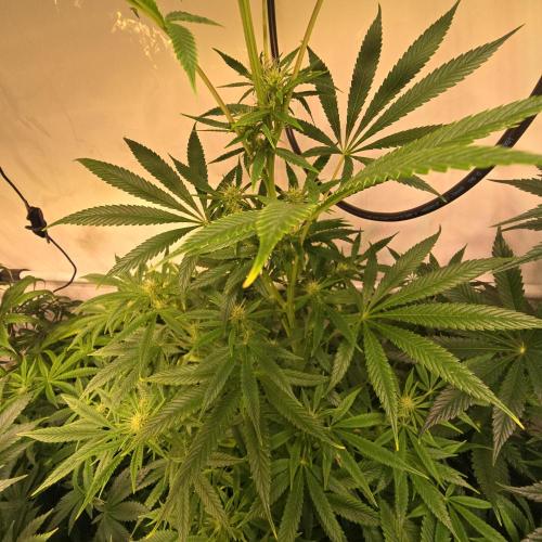 Forbidden Mochi. Week 9