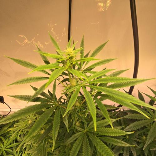 Forbidden Mochi. Week 9