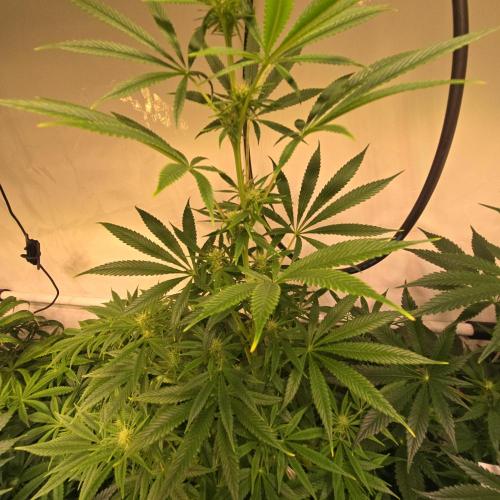 Forbidden Mochi. Week 9