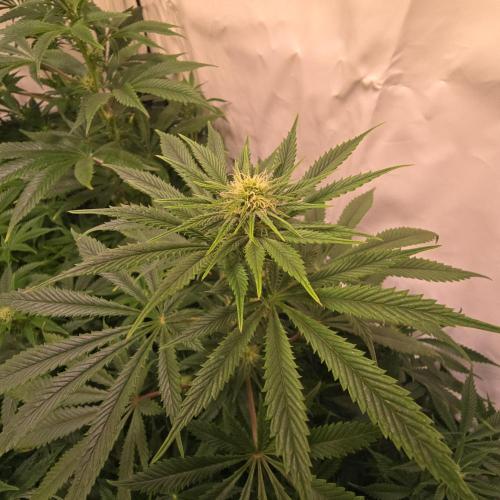 Banana Fumes. Week 9