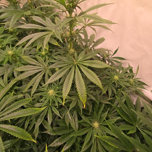 Banana Fumes. Week 9