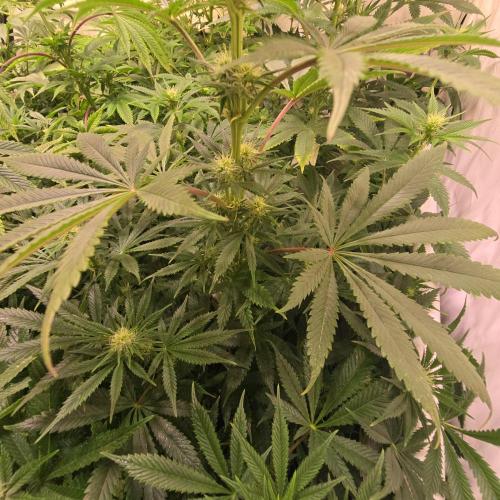 Banana Fumes. Week 9