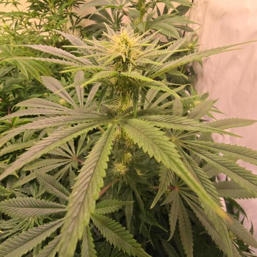 Banana Fumes. Week 9