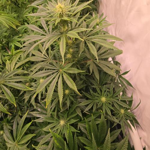 Banana Fumes. Week 9