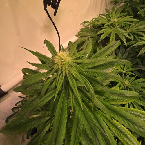 Trentra Sunrise. Week 9