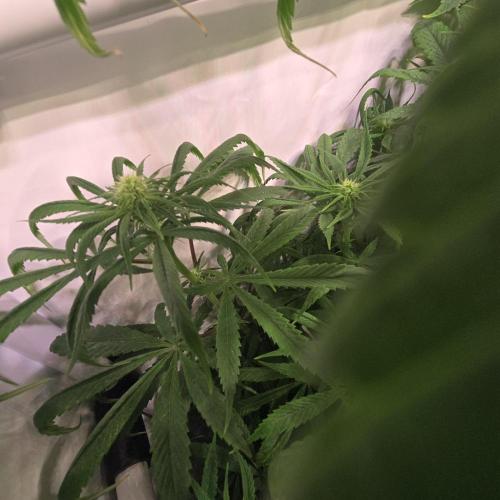 Trentra Sunrise. Week 9